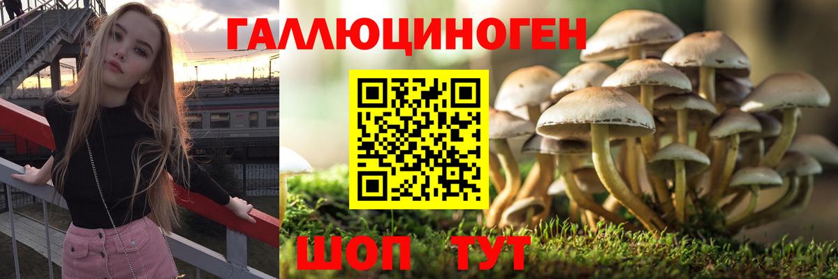 Кстово  Псилоцибиновые грибы Psilocybine cubensis  Вход с VPN 